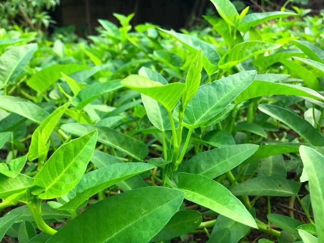 空心菜12月种植技术