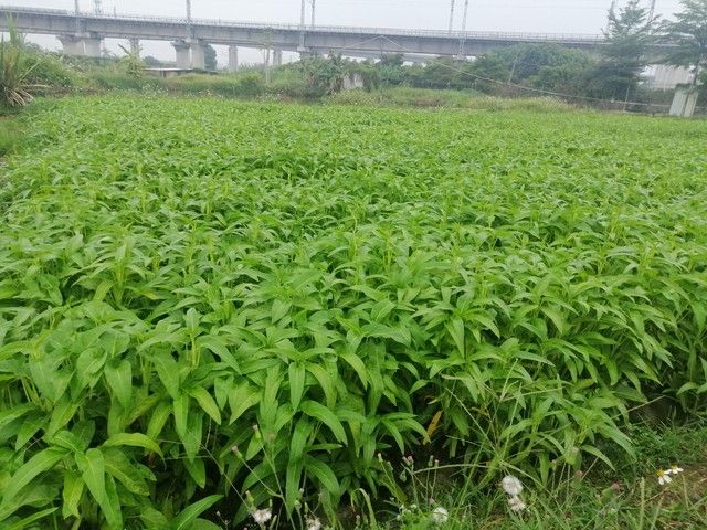 空心菜12月种植技术