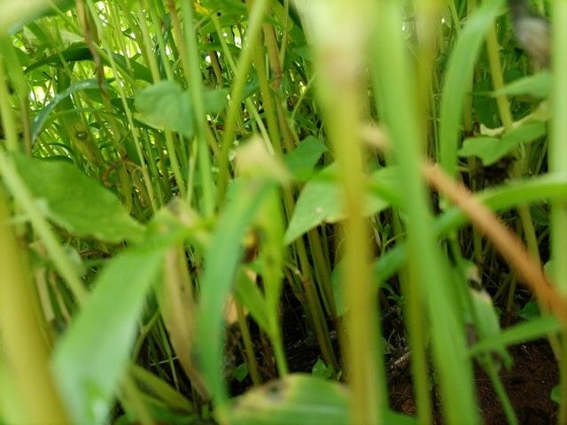 空心菜12月种植技术