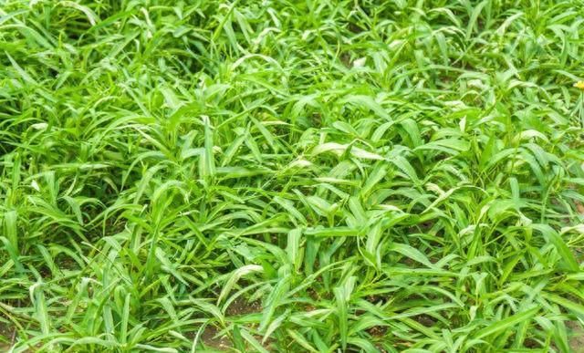 空心菜12月种植技术