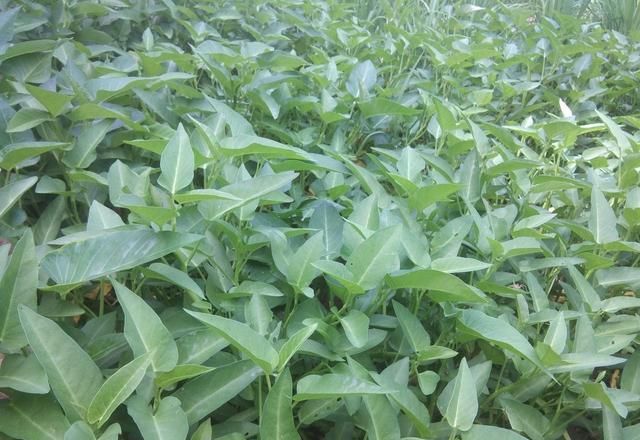 空心菜12月种植技术