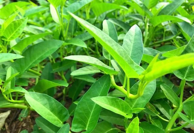 空心菜12月种植技术