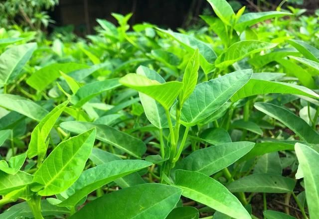 空心菜12月种植技术