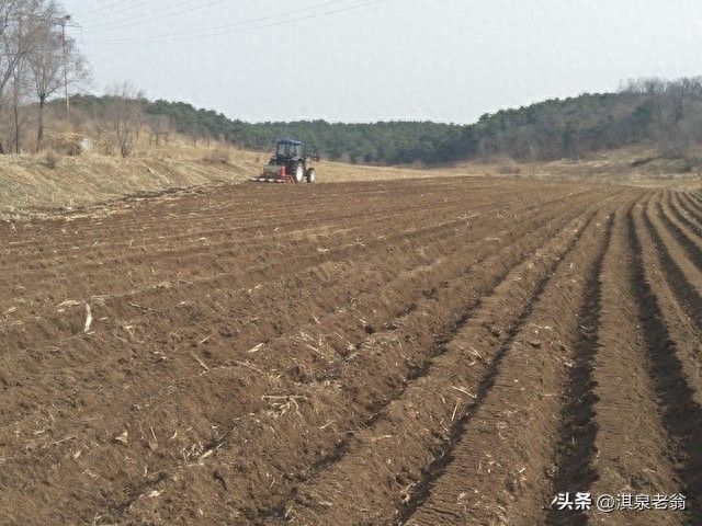 苗菜种植方法