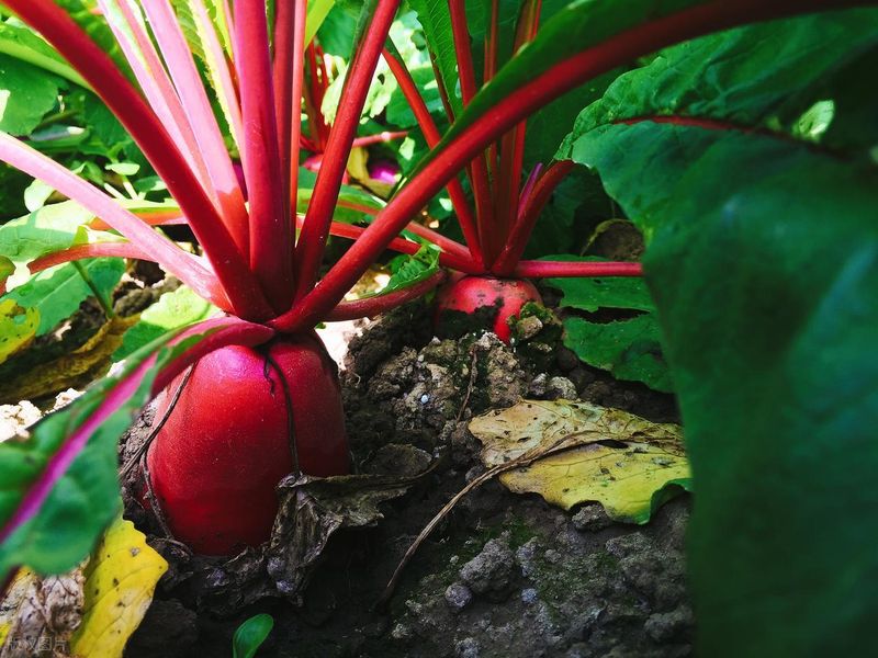 苗菜种植方法