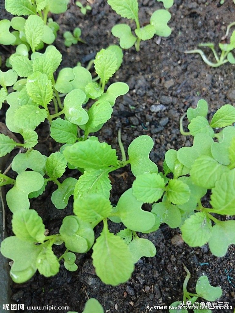 苗菜种植方法