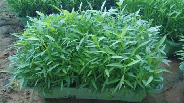空心菜12月种植技术