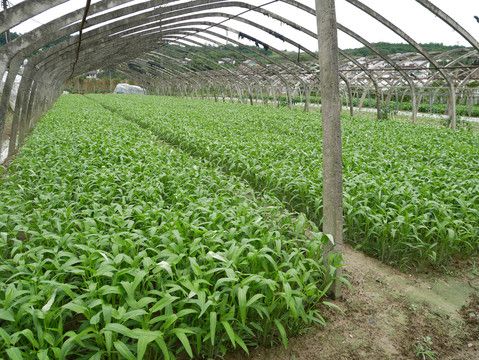 空心菜12月种植技术
