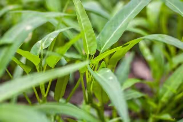 空心菜12月种植技术