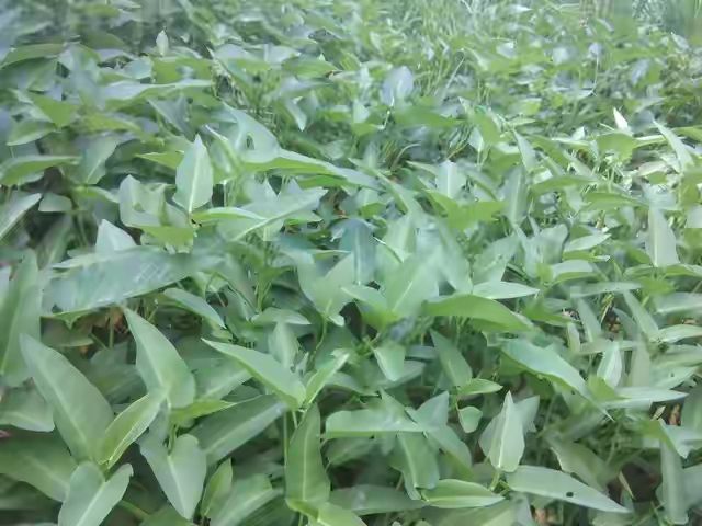 空心菜12月种植技术