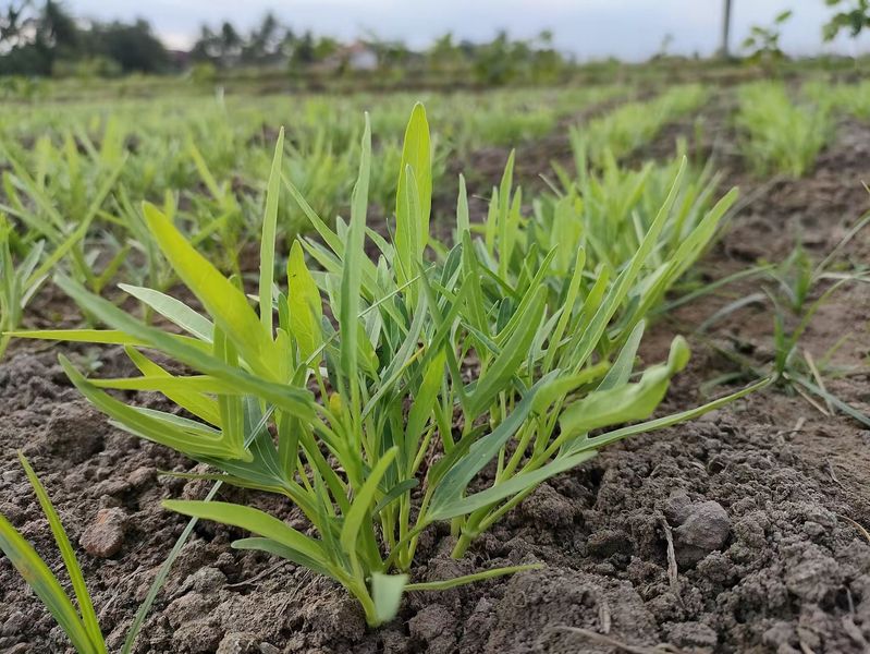 空心菜12月种植技术