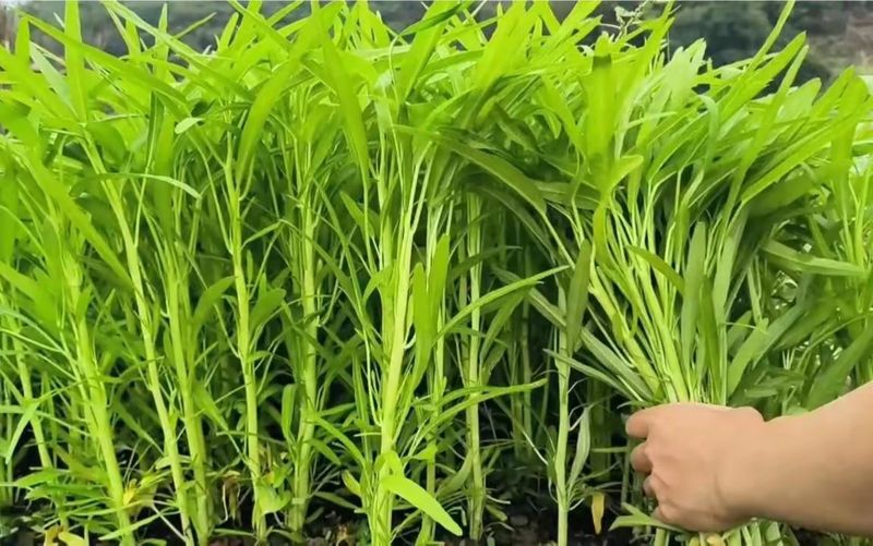 空心菜12月种植技术