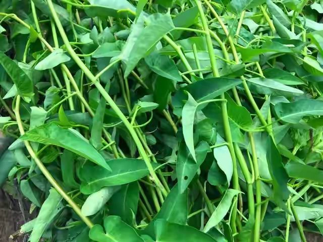 空心菜12月种植技术