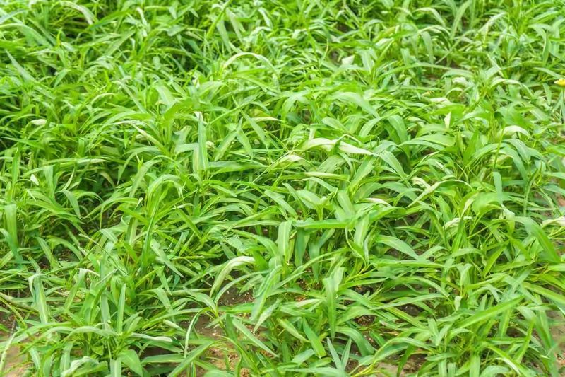空心菜12月种植技术