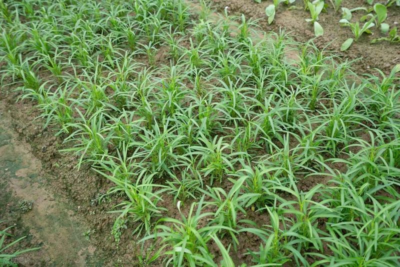 空心菜12月种植技术