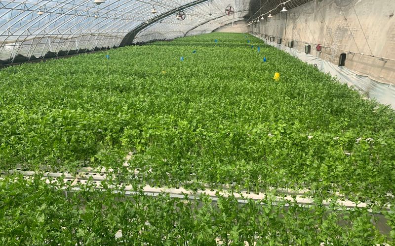 空心菜12月种植技术
