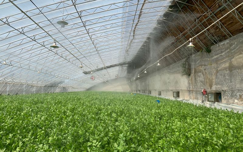 空心菜12月种植技术