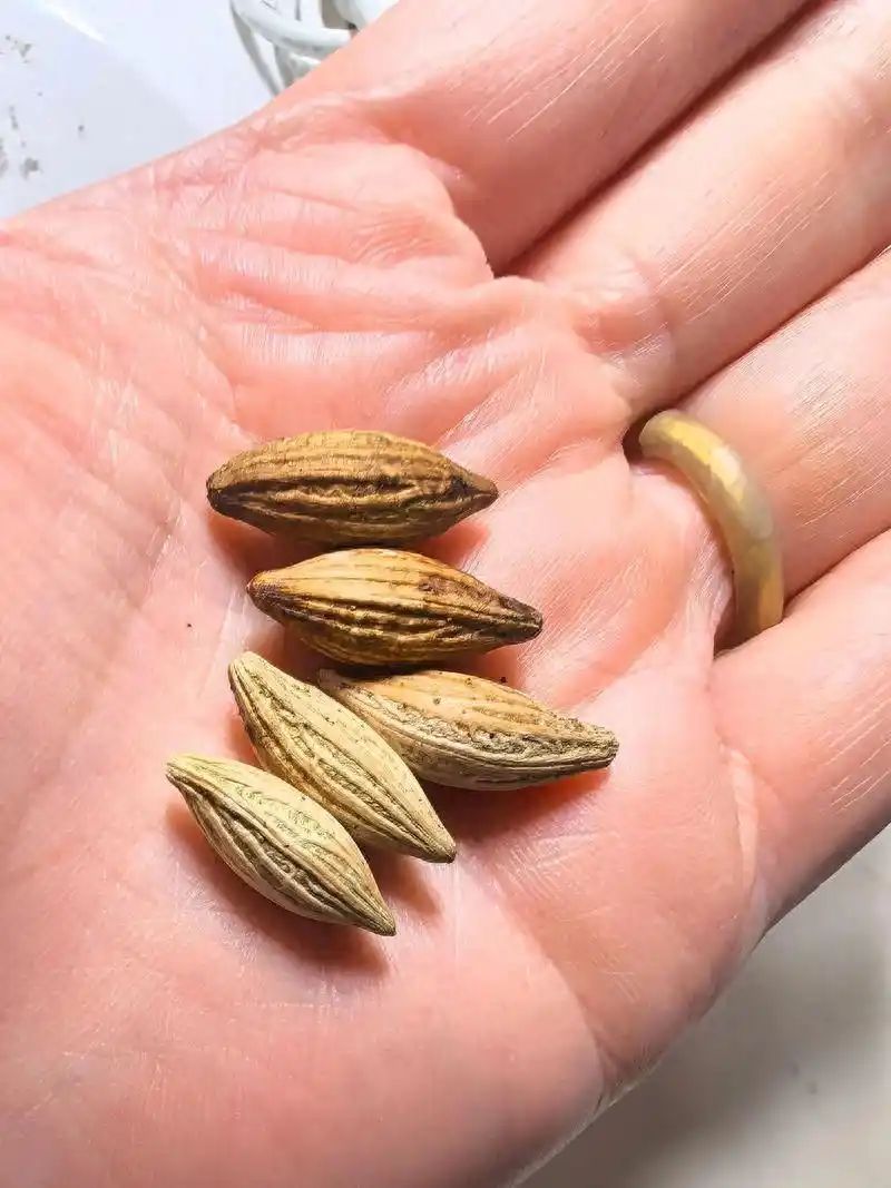 沉香树苗种植方法