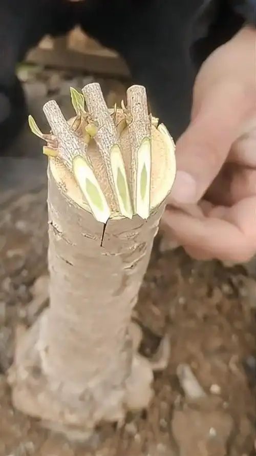 沉香树苗种植方法