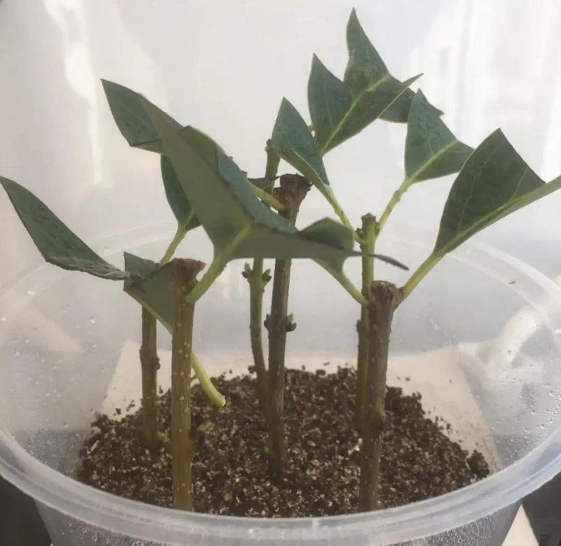 沉香树苗种植方法