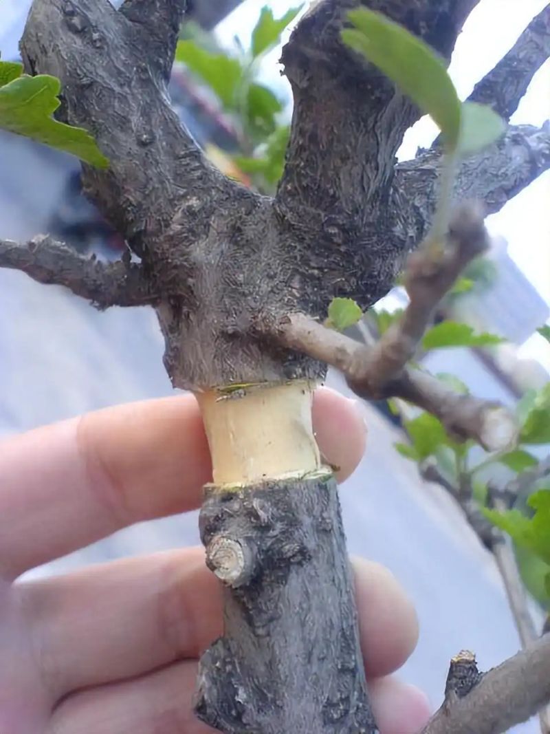 沉香树苗种植方法