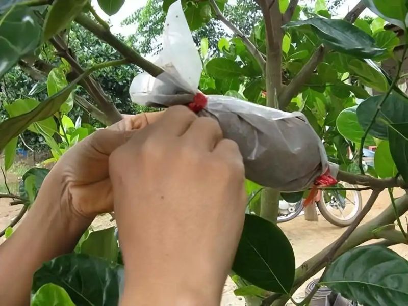 沉香树苗种植方法
