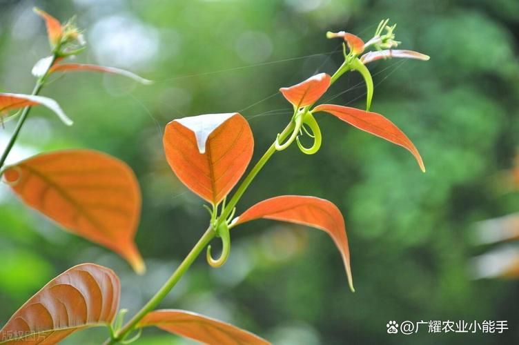 钩藤种植技术视频