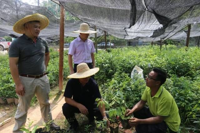 沉香树苗种植方法
