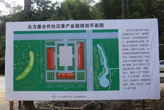 沉香树苗种植方法