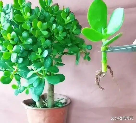 沉香树苗种植方法