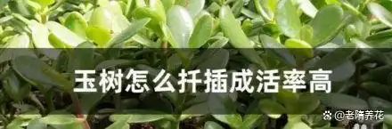 沉香树苗种植方法