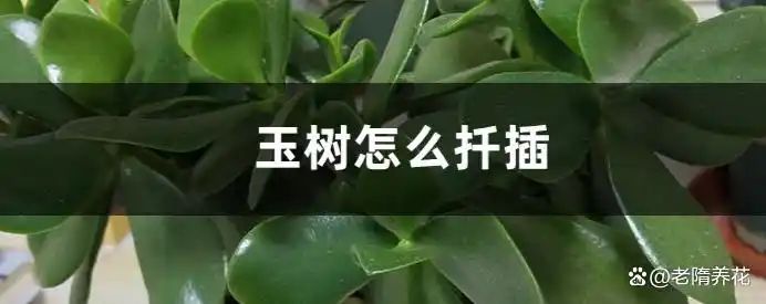 沉香树苗种植方法