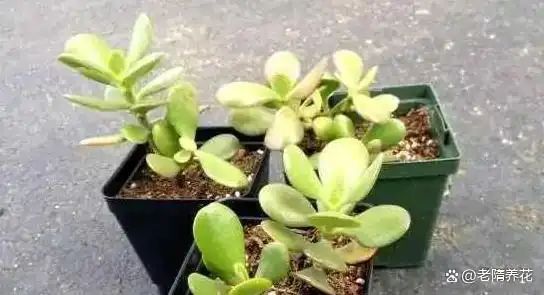沉香树苗种植方法