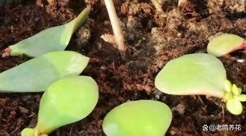 沉香树苗种植方法