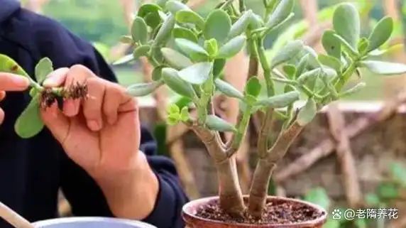 沉香树苗种植方法