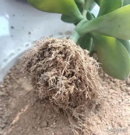 沉香树苗种植方法