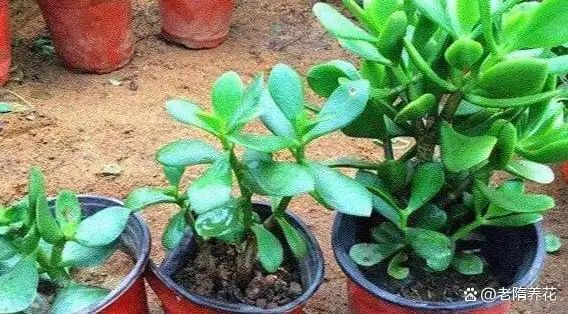 沉香树苗种植方法