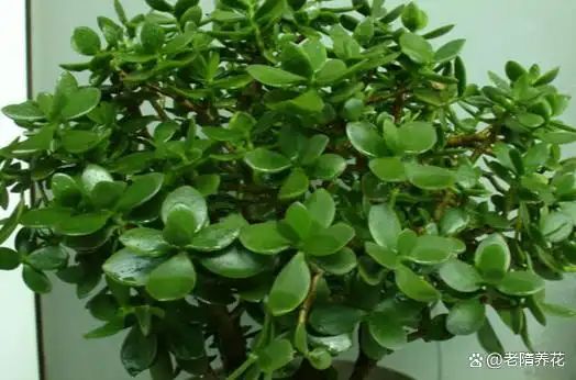 沉香树苗种植方法