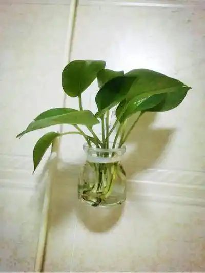 水培绿萝方法图