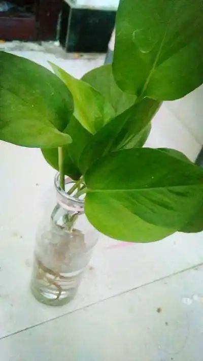 水培绿萝方法图
