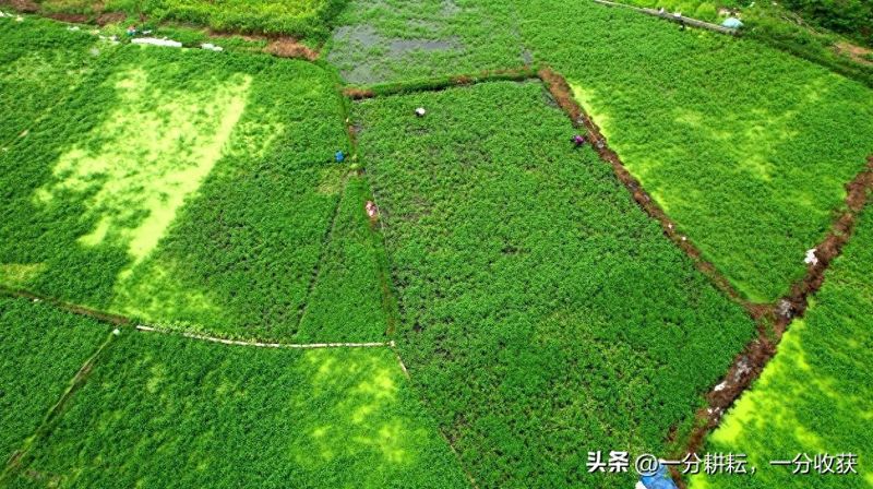 空心菜12月种植技术