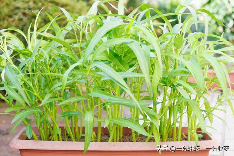 空心菜12月种植技术
