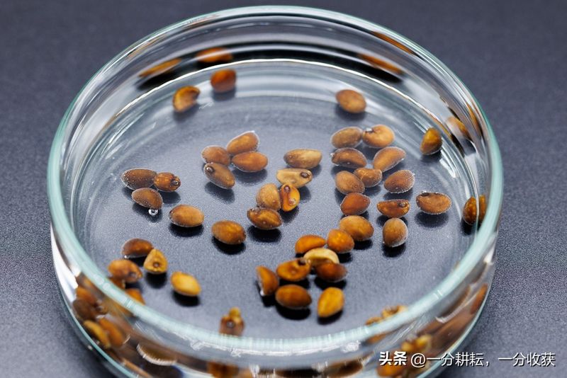 空心菜12月种植技术