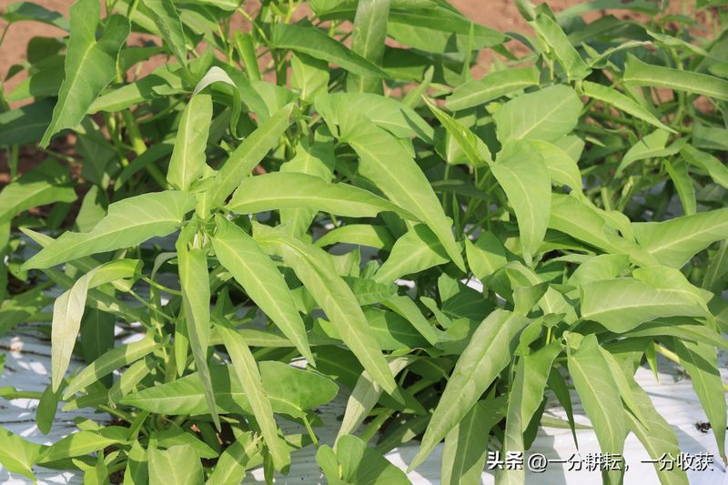 空心菜12月种植技术