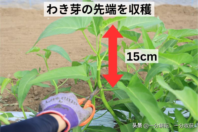 空心菜12月种植技术