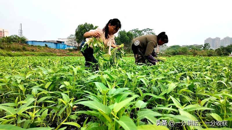 空心菜12月种植技术