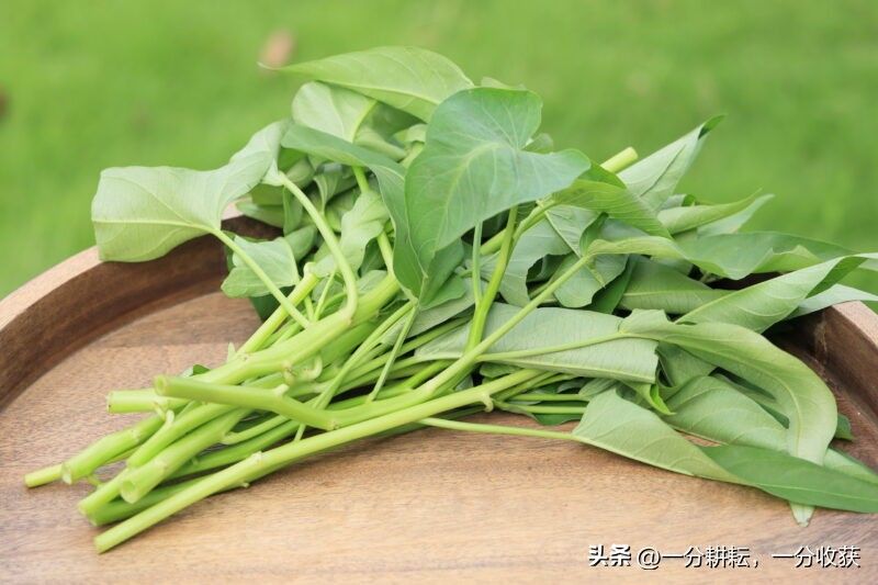 空心菜12月种植技术