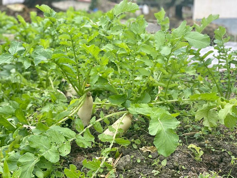 苗菜种植方法