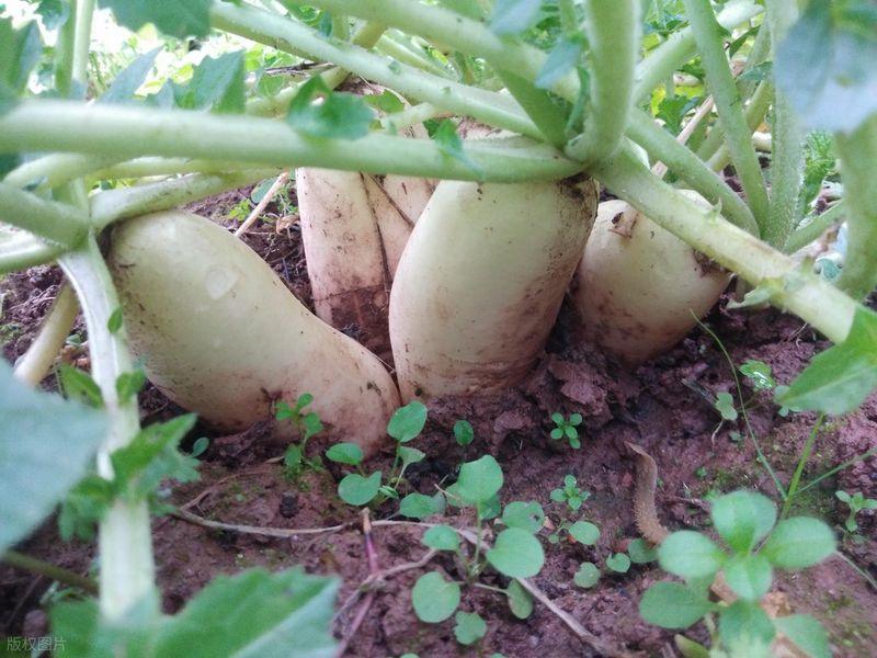 苗菜种植方法