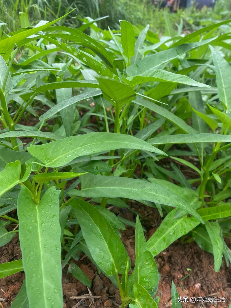空心菜12月种植技术